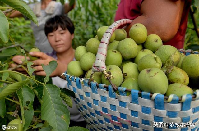 核桃结果期容易发生黑斑病，只有掌握病发规律才能做到有效防治5