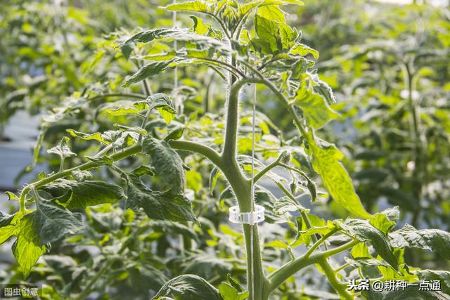 种植番茄害虫多，产量低，那是因为你没有做好这5种预防3