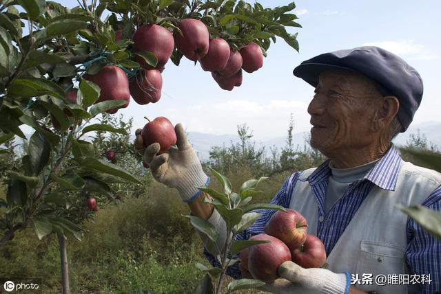 这个药是果树专用保花保果、膨大、增产、美果药剂，效果特好