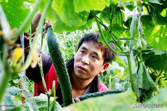 蔬菜农技：黄瓜种植生产中病毒病的发病症状、原因及防治措施介绍