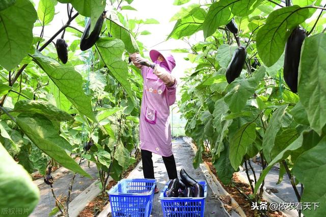 茄子只开花不结果，不仅仅是因为缺硼，了解全部诱因高效解决问题10