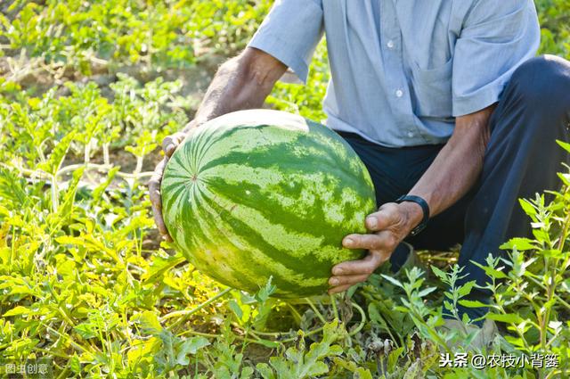 作物发生病毒病，危害重、易复发、难根治，这些防治方法要牢记！5