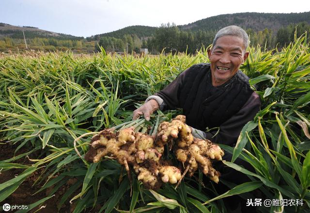 优秀的**块根块茎专用膨大剂配方3