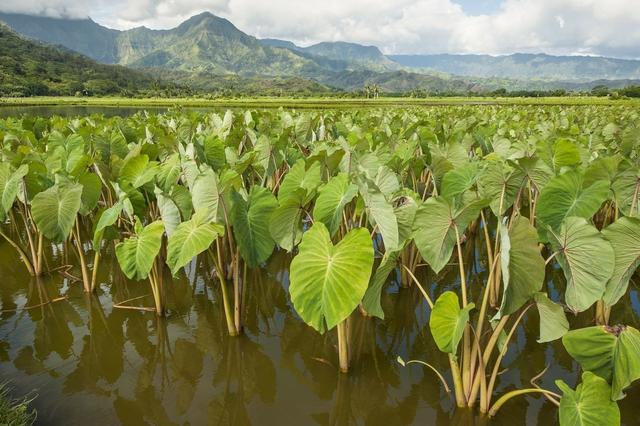 为什么种植的芋头用了不少药还那么多病虫害？其实是种植方法错了4