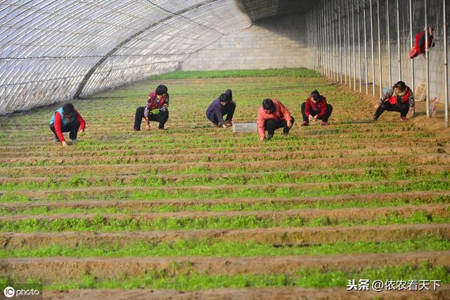 芹菜得了斑枯病，产量、品质难保障，需提前入手科学防治6