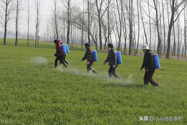 防治小麦蚜虫的3个药，效果都不错但都有优缺点，很多人还不清楚13