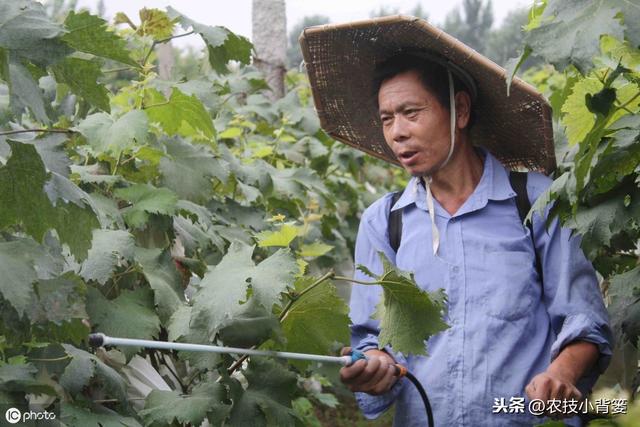 蓟马防治不当会降低作物的产量品质！学会这些蓟马防治不犯愁13