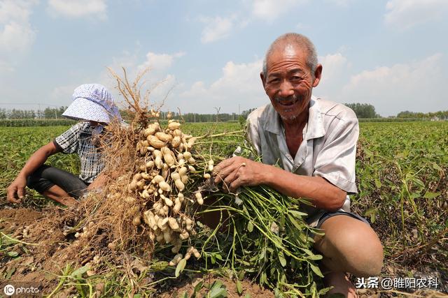 这个药控旺抗倒最好，可用于玉米、花生、苹果、芒果等30多种作物