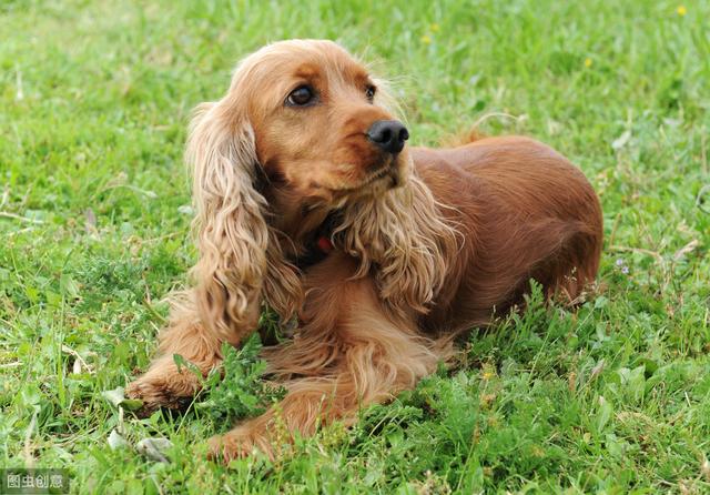 哪些小型犬品種比較好養(建議窮人養的10種小型犬掉毛少)