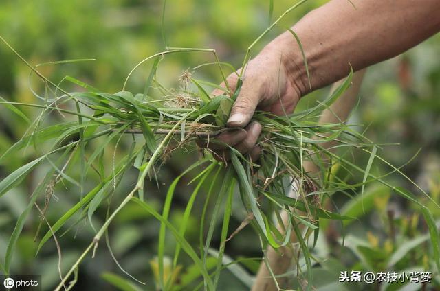 草甘膦与草铵膦同属广谱、高效、灭生类除草剂，差别竟然这么大10