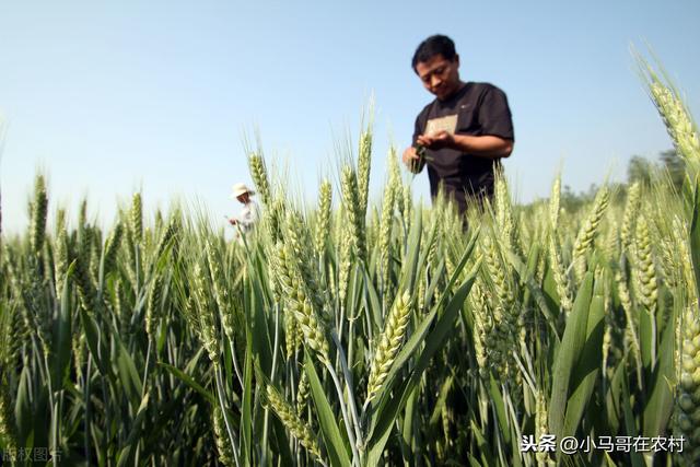 防治小麦蚜虫的3个药，效果都不错但都有优缺点，很多人还不清楚3