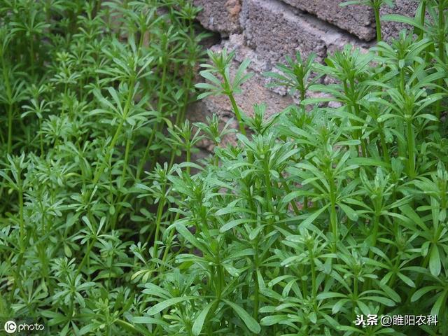 最好的麦田除草剂，死草快，不反弹，价格还便宜3