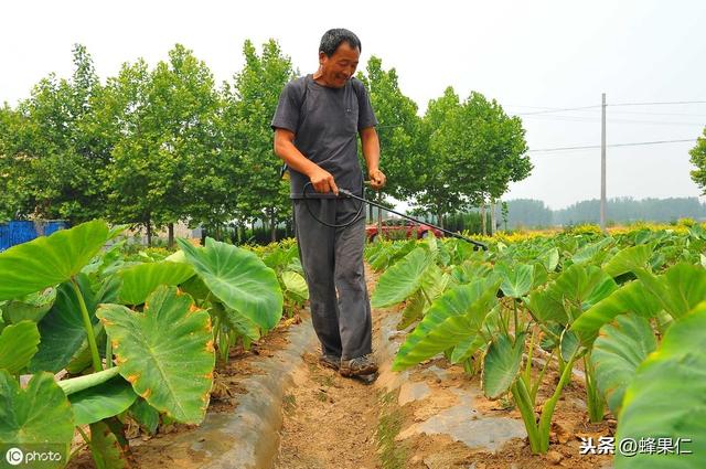 芋头出现大面积死苗是怎么回事？专家告诉你这样防治效果非常好