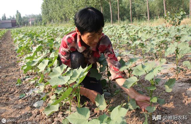 这个除草剂可防治30多种杂草，对芦苇、白茅等10多种恶性杂草特效4