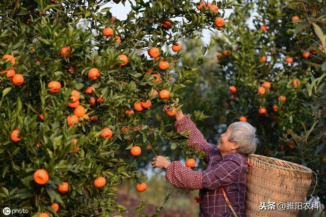 这个药被称为“控旺专家”，玉米、花生、果树等20多种作物都能用6