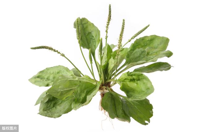 蒲公英泡水真的能对抗痛风吗？7种食物帮你食疗降尿酸
