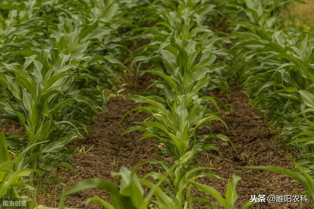 玉米田最好的除草剂，专杀芦苇、香附子等恶性杂草，斩草又除根3