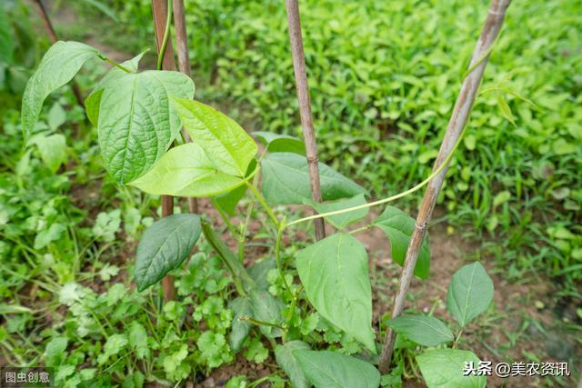 菜豆育苗技术，赶紧看，太实用了13