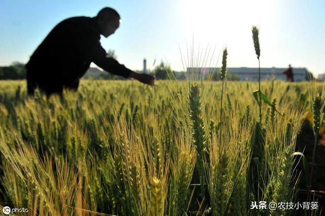 小麦一喷三防的时间、用药、方法、作用和要点，你都知道吗？12