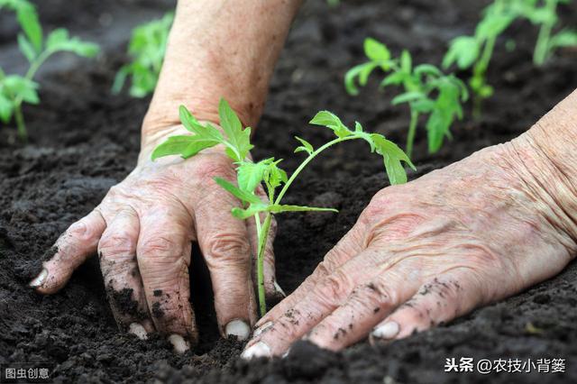 作物发生病毒病，危害重、易复发、难根治，这些防治方法要牢记！3