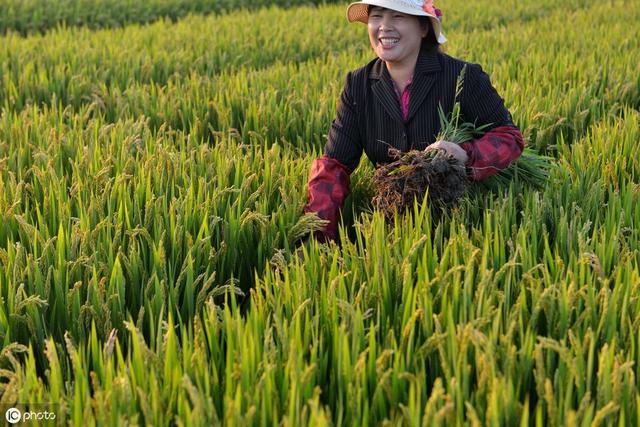 直播稻优势分析及高产栽培技术