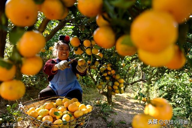 柑橘红蜘蛛危害重、防治难，用好这些方法，春季防治最关键！12