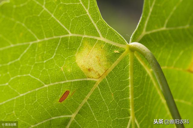 病害治不住，就用这种药，保证一遍就见效3