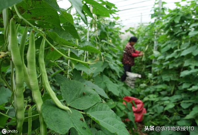 史上最全的芸豆，高产栽培管理技术！看了不后悔5