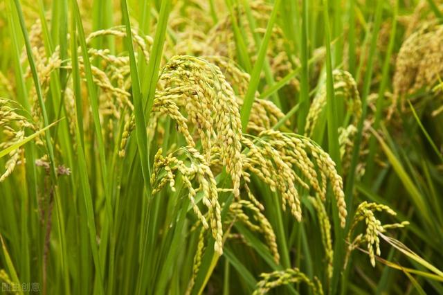 水稻上这样用芸苔素，禾苗壮、分蔸快、抽穗早，增产十分显著3