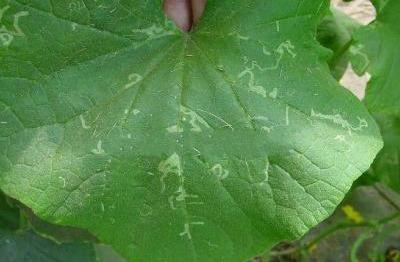 被称为“鬼画符”的虫害，经常为害瓜菜种植，农民如何科学防治？4