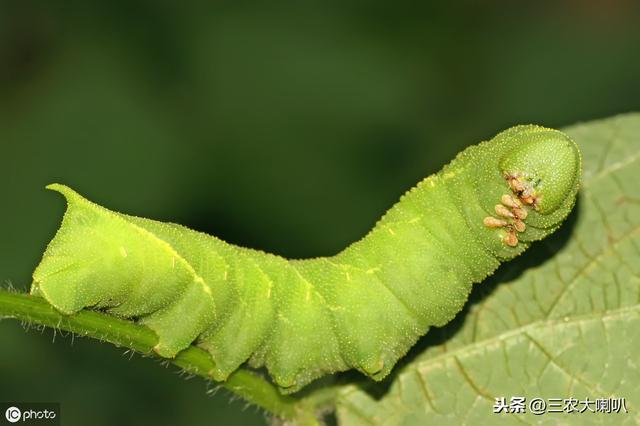 大豆上的这种害虫，城里人当成宝贝似的抢着吃！有啥好的？