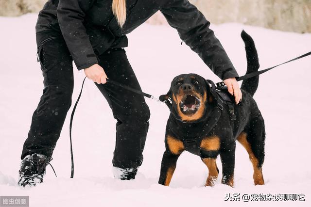 防暴犬