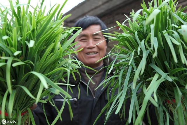 手把手教你种韭菜！防治害虫是关键，有经验的老农都这样做4