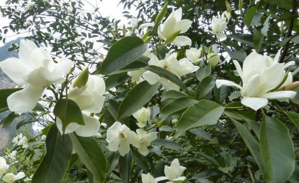 白兰花树 白兰花树（白兰花属于什么植物） 生活