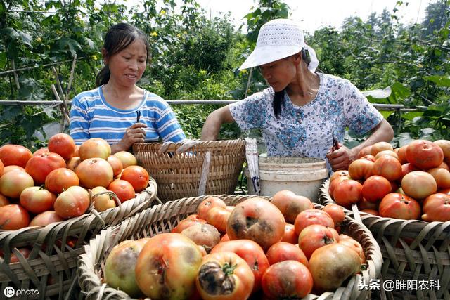 最强的杀菌剂组合，专治各种坏果、烂果病害，1遍控制2遍彻底铲除7