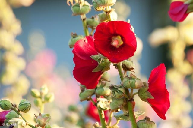 花葵 花葵「花葵花」 生活
