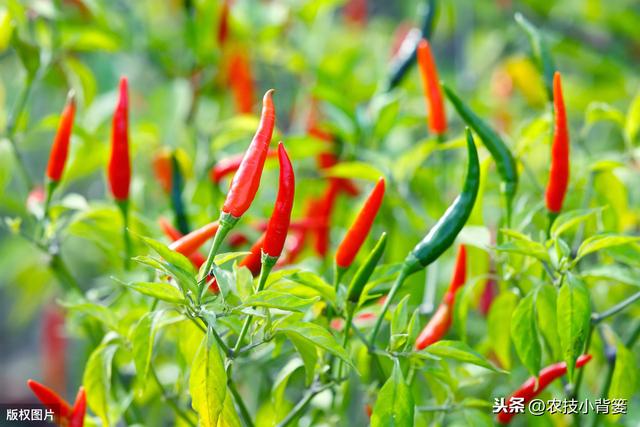 辣椒植株旺长会导致花果量减少，辣椒旺长原因和控旺方法要掌握好6