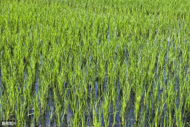 水稻“生理性病”害发病症状与防治措施，做好防治农民增产增收