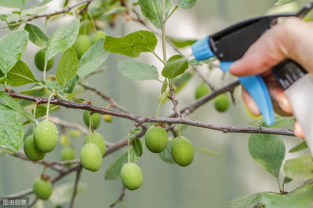 农村农药使用，如何用福美双防治果树病害？2