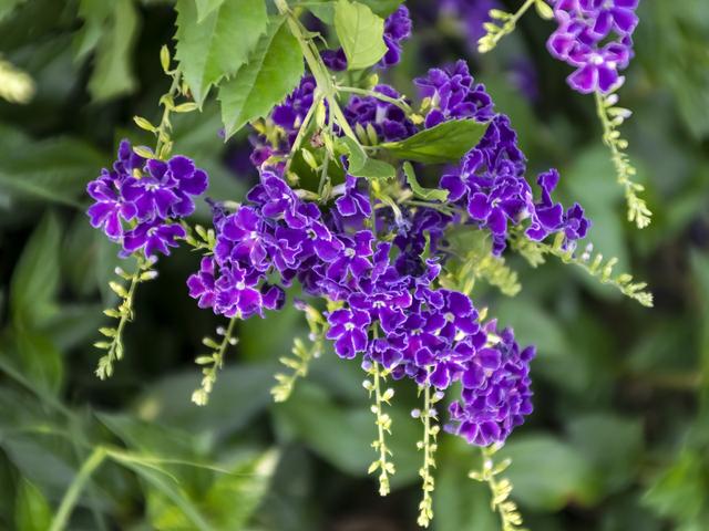 香水花