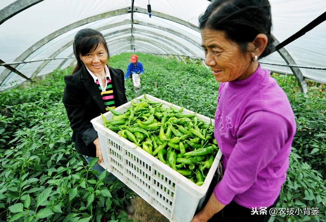 冬季大棚使用烟雾剂防治病虫害效果虽好，但一定要注意这4条2