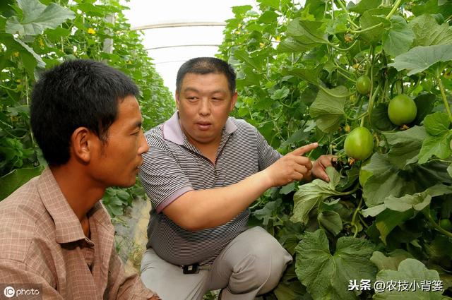 甜瓜缺硼危害大！这些甜瓜缺硼的原因和防治方法，你都知道吗？