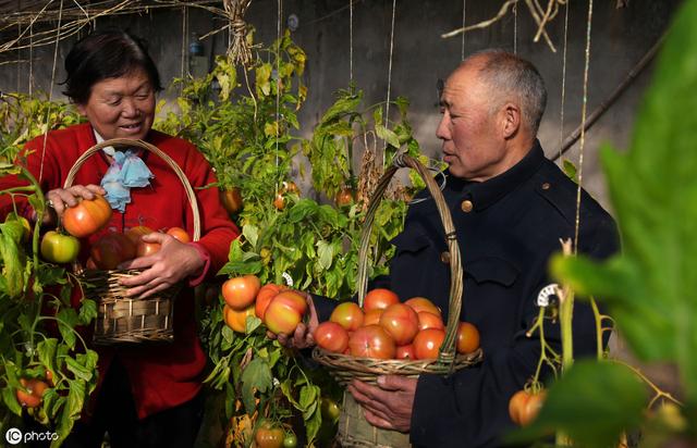 严寒来袭，大棚西红柿如何防治病虫害？详细分享10种病害