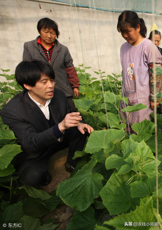 黄瓜种植，如何有效防治靶斑病、霜霉病、细菌性角斑病、炭疽病？15