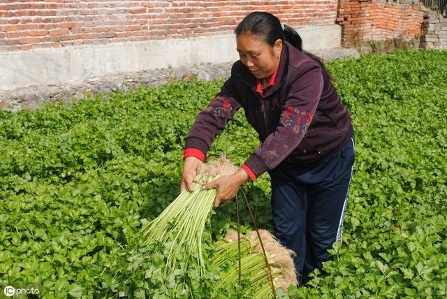 秋季低温多湿，芹菜二尾蚜来袭能不能防住这个害虫，就看这次了10