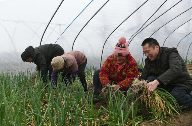 大葱种植中，莫名出现死株，怎么回事？如何防治？4