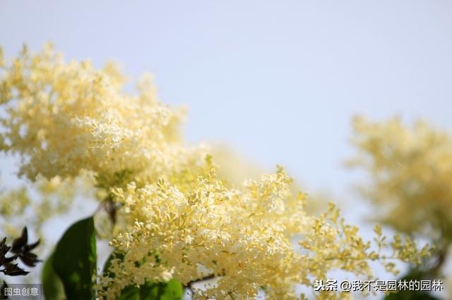 暴马丁香 暴马丁香（暴马丁香桑黄） 生活