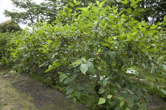 桑树栽培技术要点，及病虫害防治策略，提高桑树的栽培效率和收益