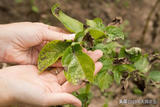 蔬菜常用农药介绍 杀菌剂——霜脲·锰锌 附蔬菜用药方法4