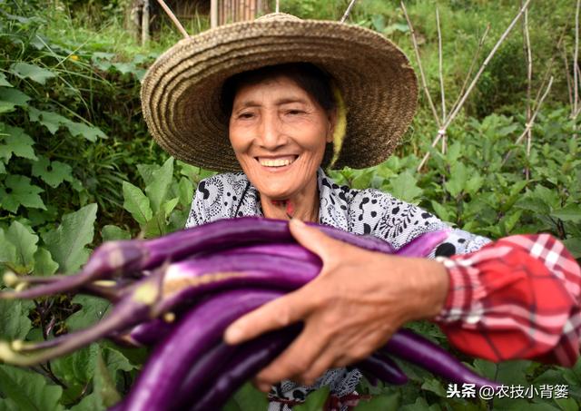 蔬菜作物容易发生茶黄螨，巧妙防治才能保证后期优收和高产